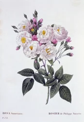 Rosa Noisettiana, published 1824-26